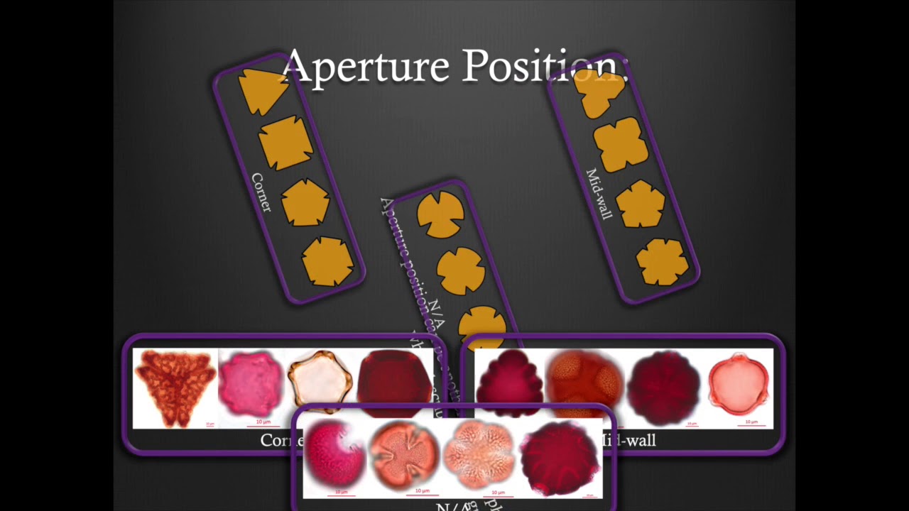 Pollen Morphology Training - Part 2: Apertures