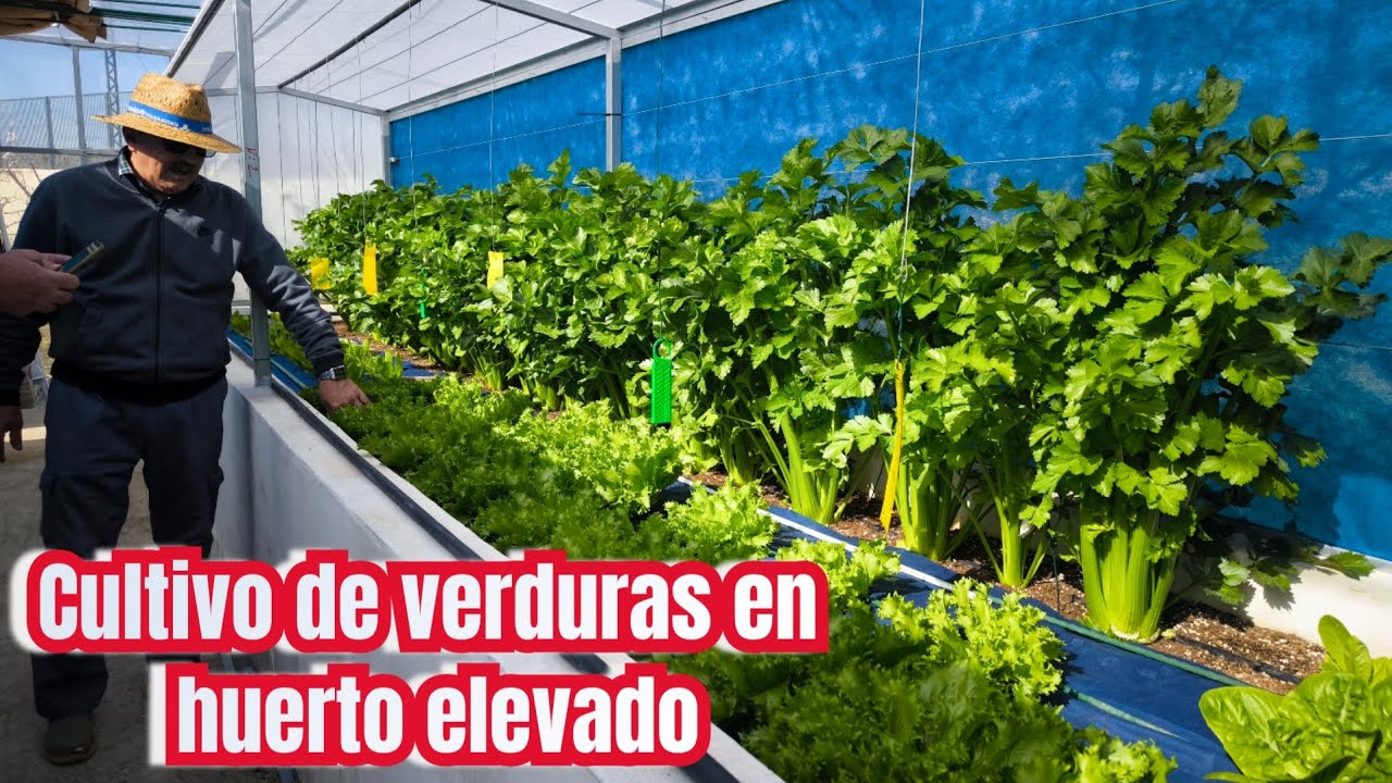 Cultivo de verduras en huerto elevado. Orihuela (Alicante)25/2/2026 invierno 