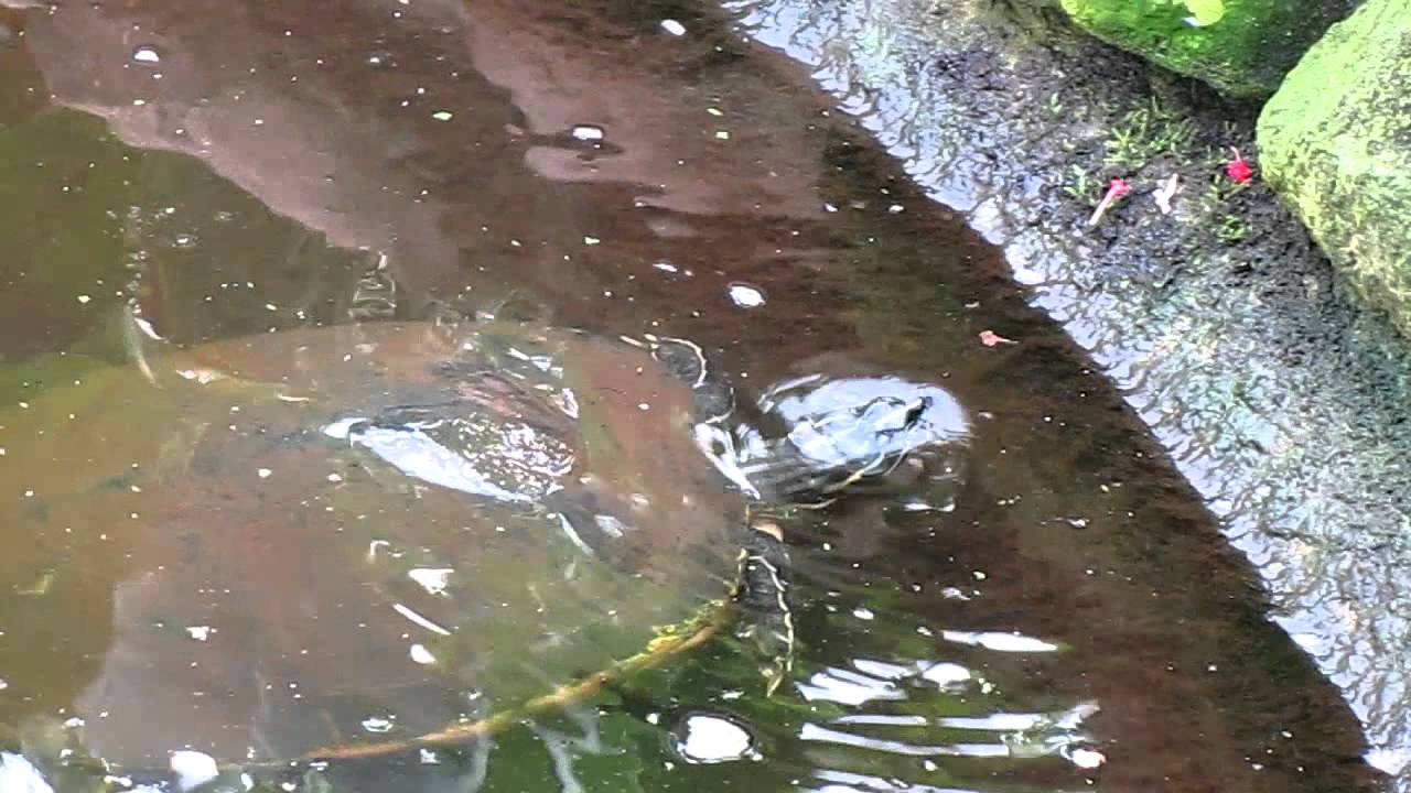 Fressen oder gefressen werden. Gewalt im Garten der Schmetterlinge!