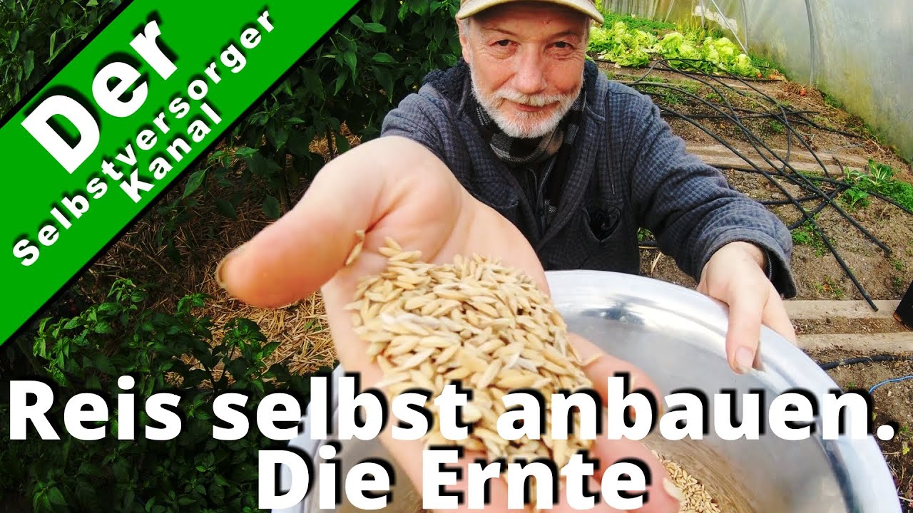 Reis selbst im Garten anbauen  Die Ernte. Teil 2