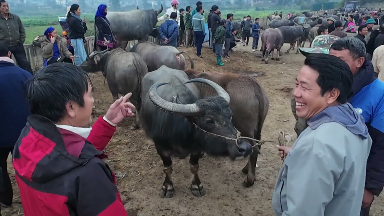 Explore Vietnam’s largest buffalo and cattle market