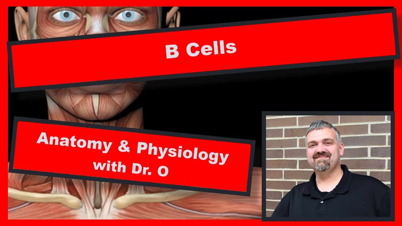 B Cells and Plasma Cells:  Anatomy and Physiology