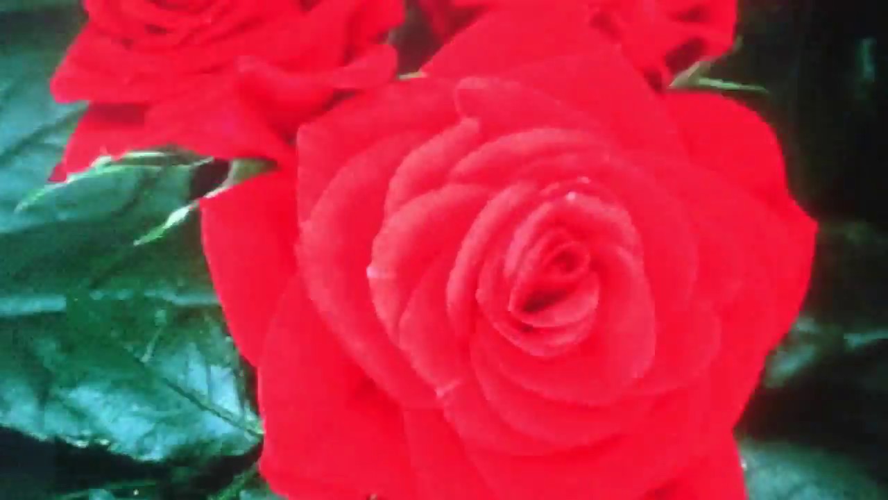  MARIA ROSA 