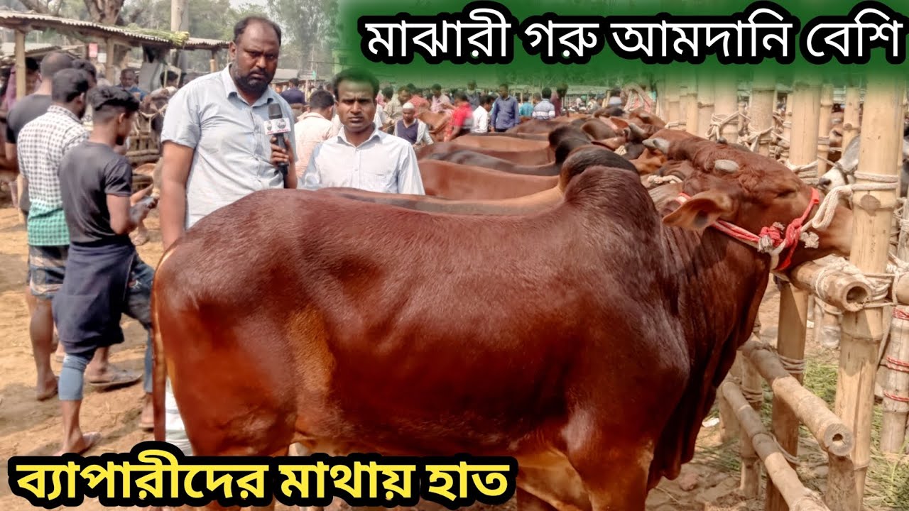 ৭/৩/২৬| কোরবানী উপযোগী শাহিওয়াল এবং দেশাল জাতের গরু কেমন দামে বিক্রি হচ্ছে আমবাড়ি হাটে চলেন দেখি!
