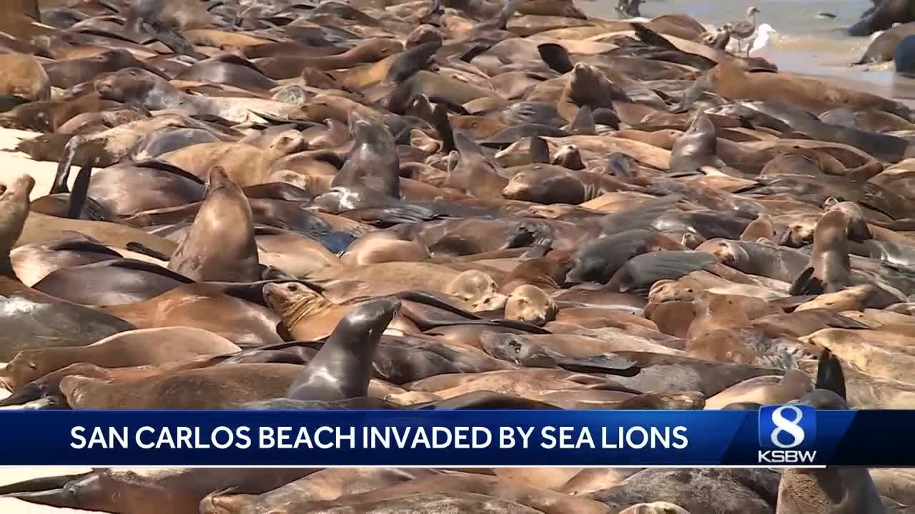 Monterey beach closed Monday due to sea lion crowd