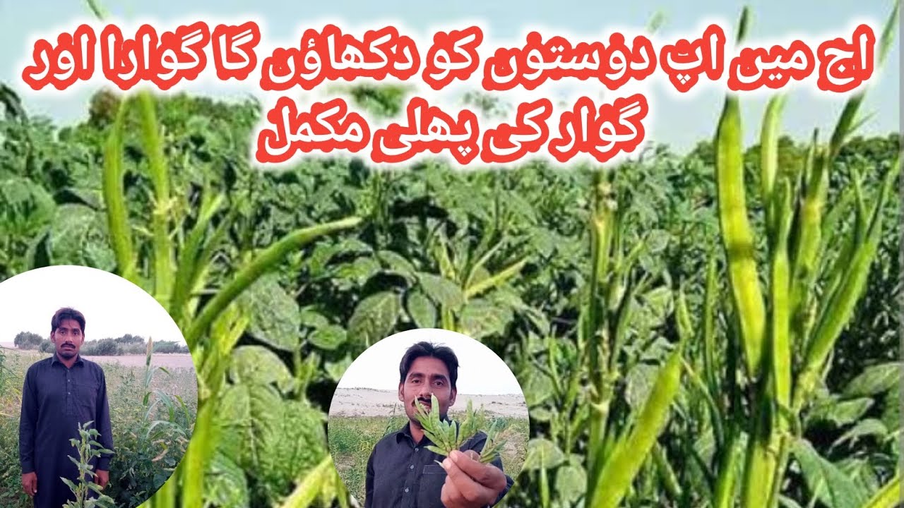 اج میں اپ دوستوں کو دکھاؤں گا گوارا اور گوار کی پھلی مکمل