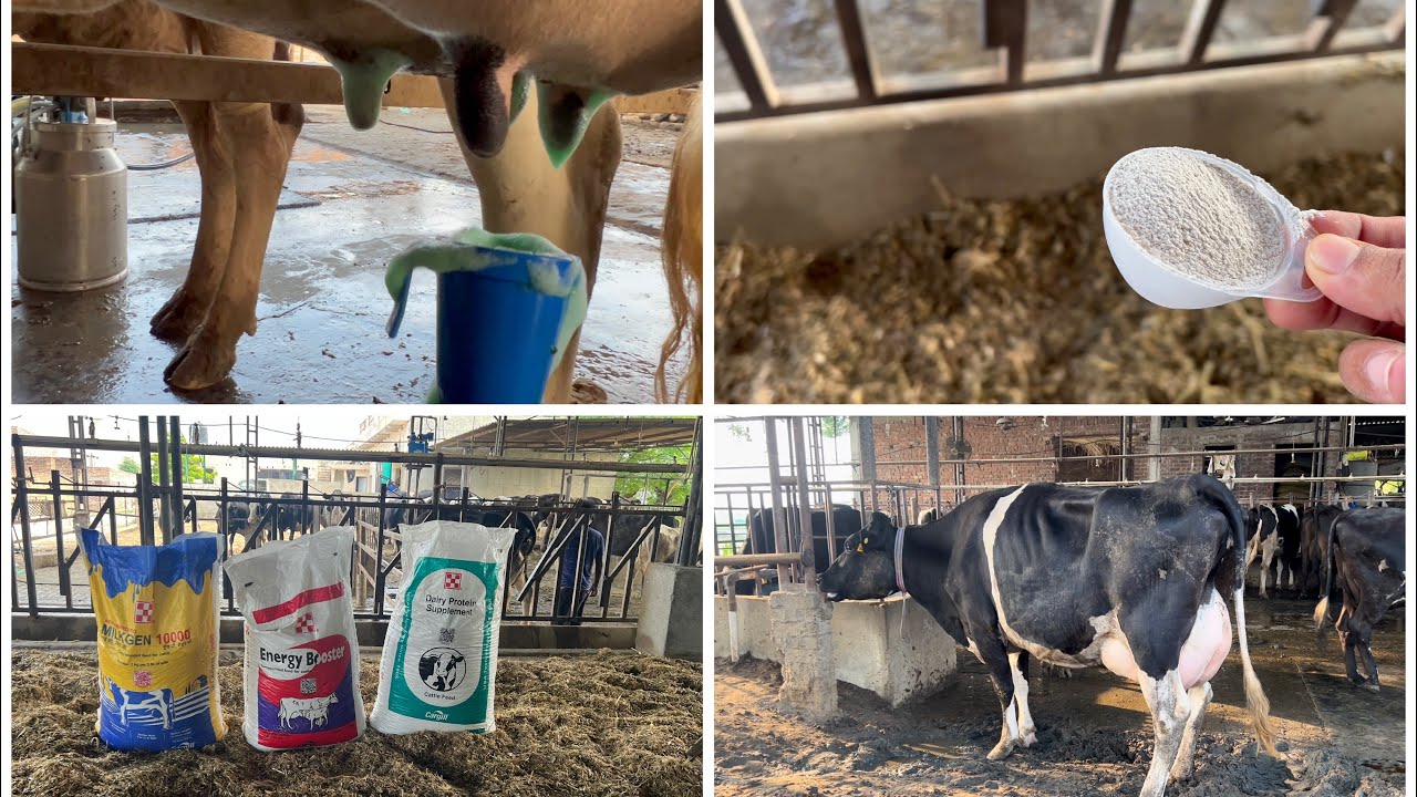 Sag 40116 Heifer Full Day Diet Plan || Bassi Dairy Farm || Punjab