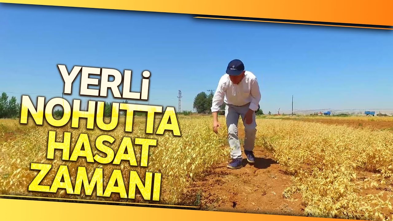 Şanlıurfa’da 'Ubet' Nohut Hasadı Başladı