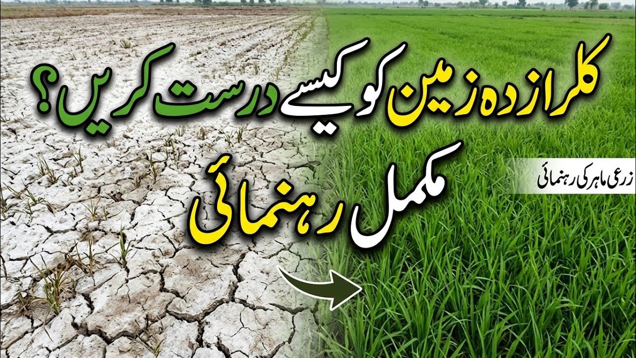 What are saline sodic soils | How to reclaim saline sodic soils | Bilal Kanju Official