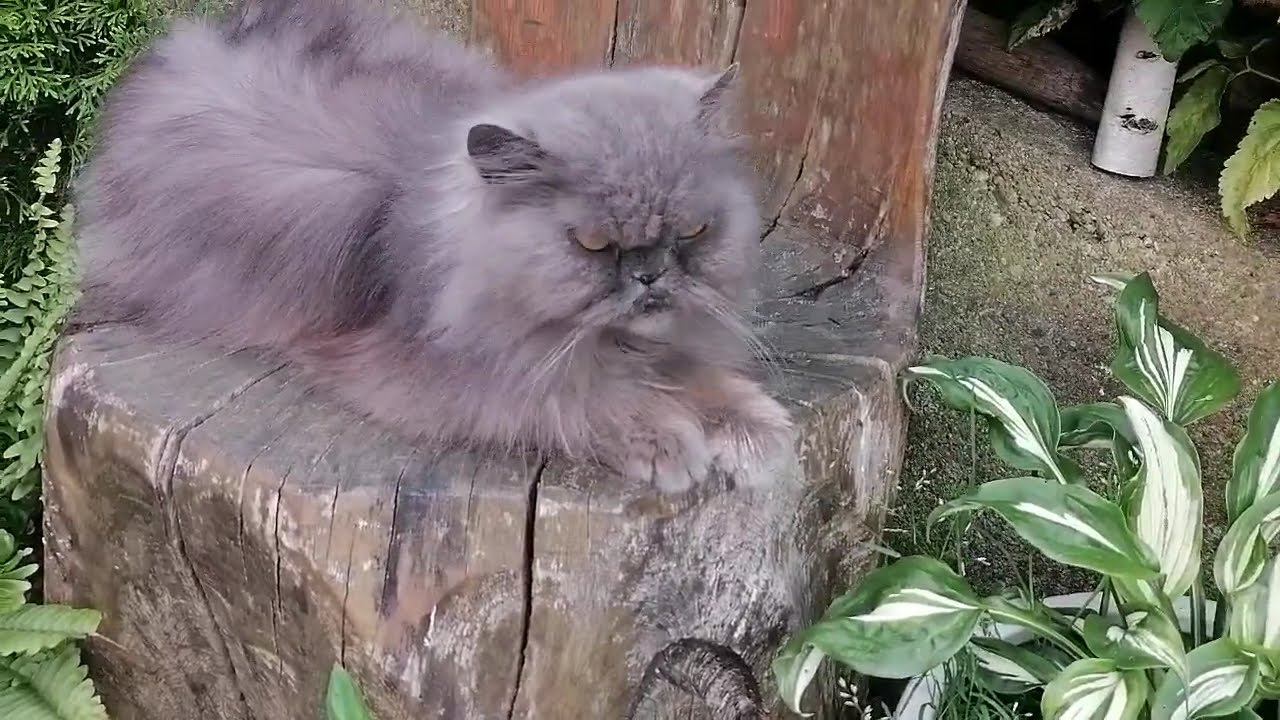 The Tailed Boss is Resting