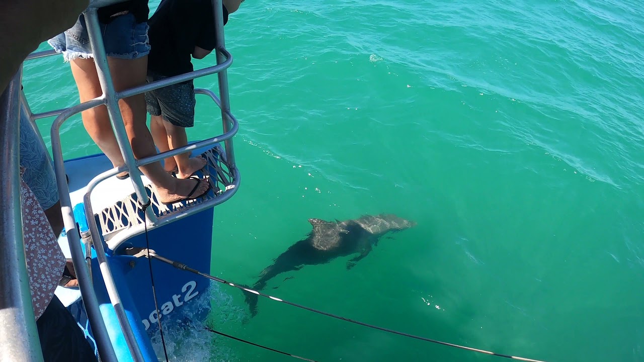 Shark Bay Part 4