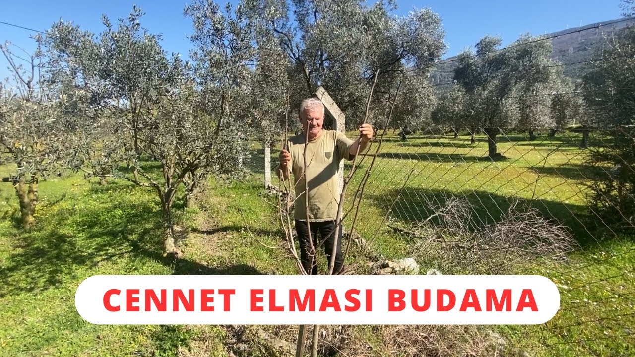 Cennet Elması (Trabzon Hurması) Ağacı Budama - Cennet Elması Nasıl Budanmalı?