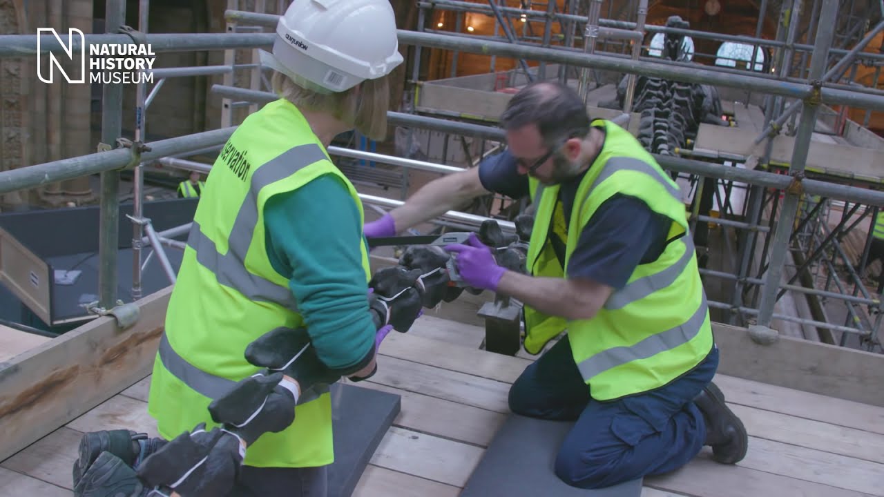 A dinosaur deconstructed | Natural History Museum