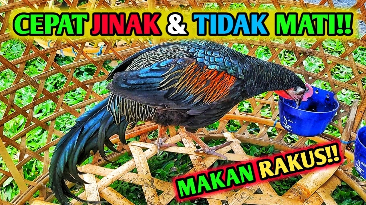 TIPS MEMELIHARA AYAM HUTAN AGAR CEPAT JINAK DAN GACOR #ayamhutan #ayamhutanhijau #ayamhutanmerah