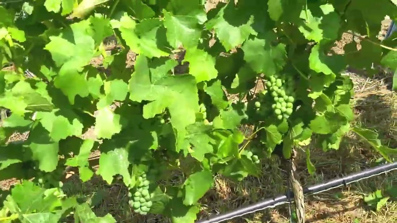 Defogliatrice pneumatica per vigneto modello  450-R / Pneumatic deleafer for vineyards 450-R model