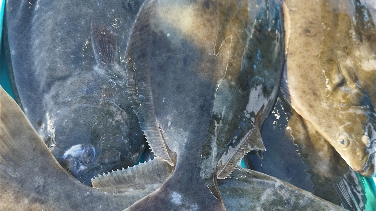 Encontramos una playa llena de Lenguados. #pesca #lineadepesca #fishing #fish #pescasub #pez #peces 