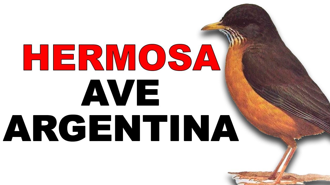 🇦🇷 Zorzal Argentino: BIOLOGÍA 👪 REPRODUCTIVA de esta AVE PASERIFORME - Animales Salvajes