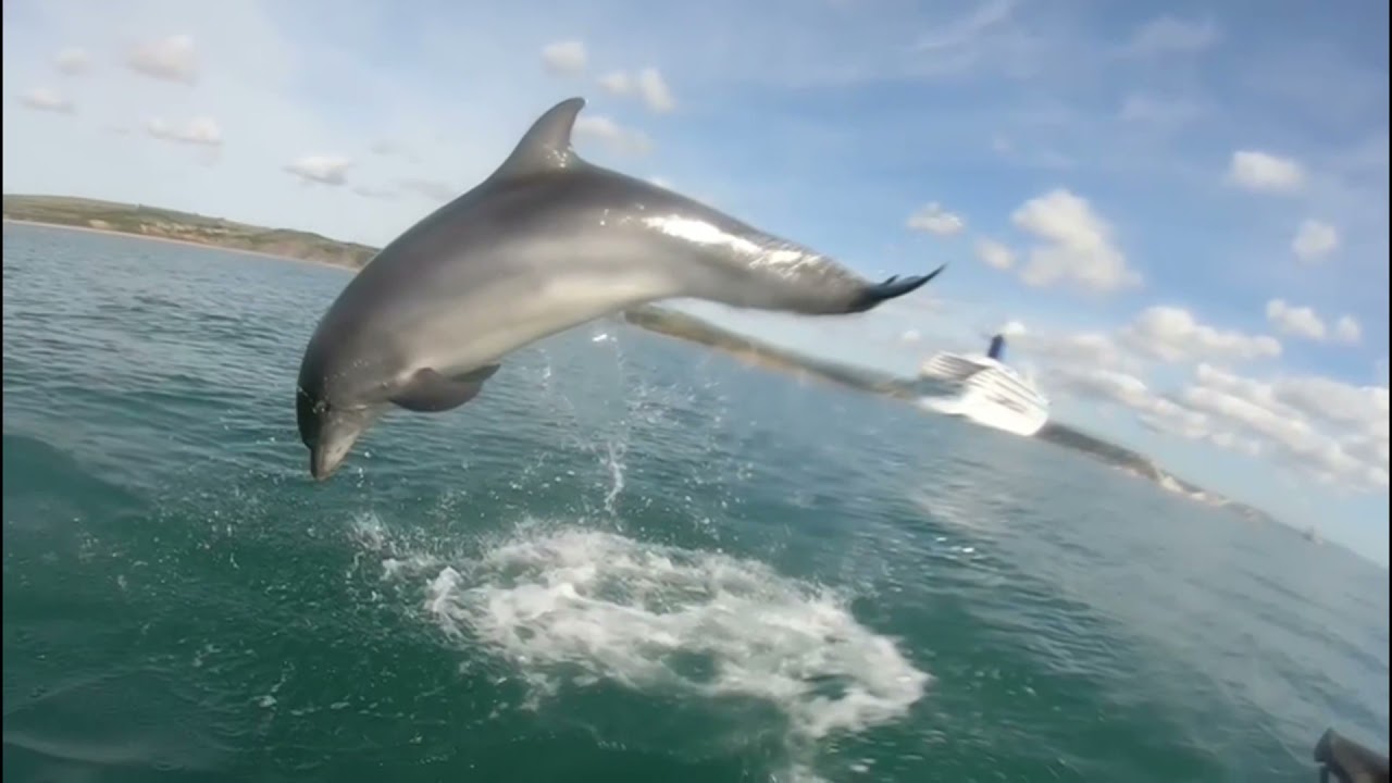 Ski's and dolphins off Weymouth bay.