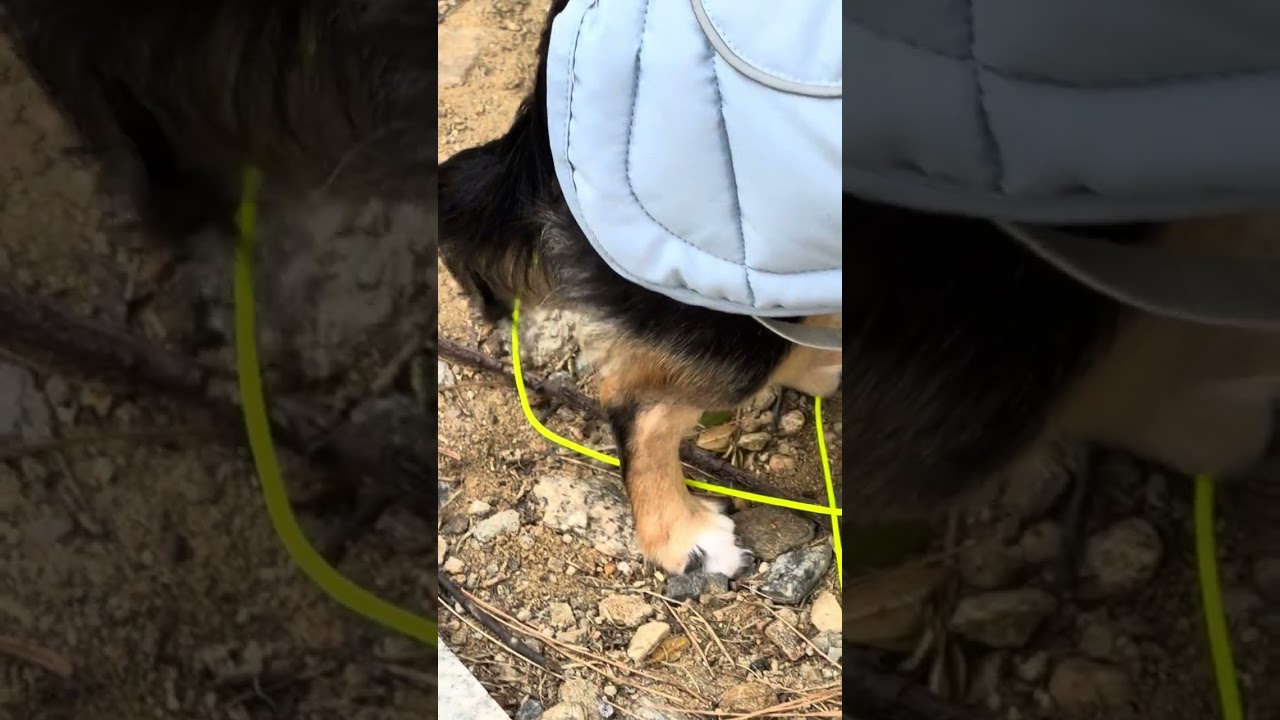 겨울 강아지 산책 두렵지 않아 #3분30초컷