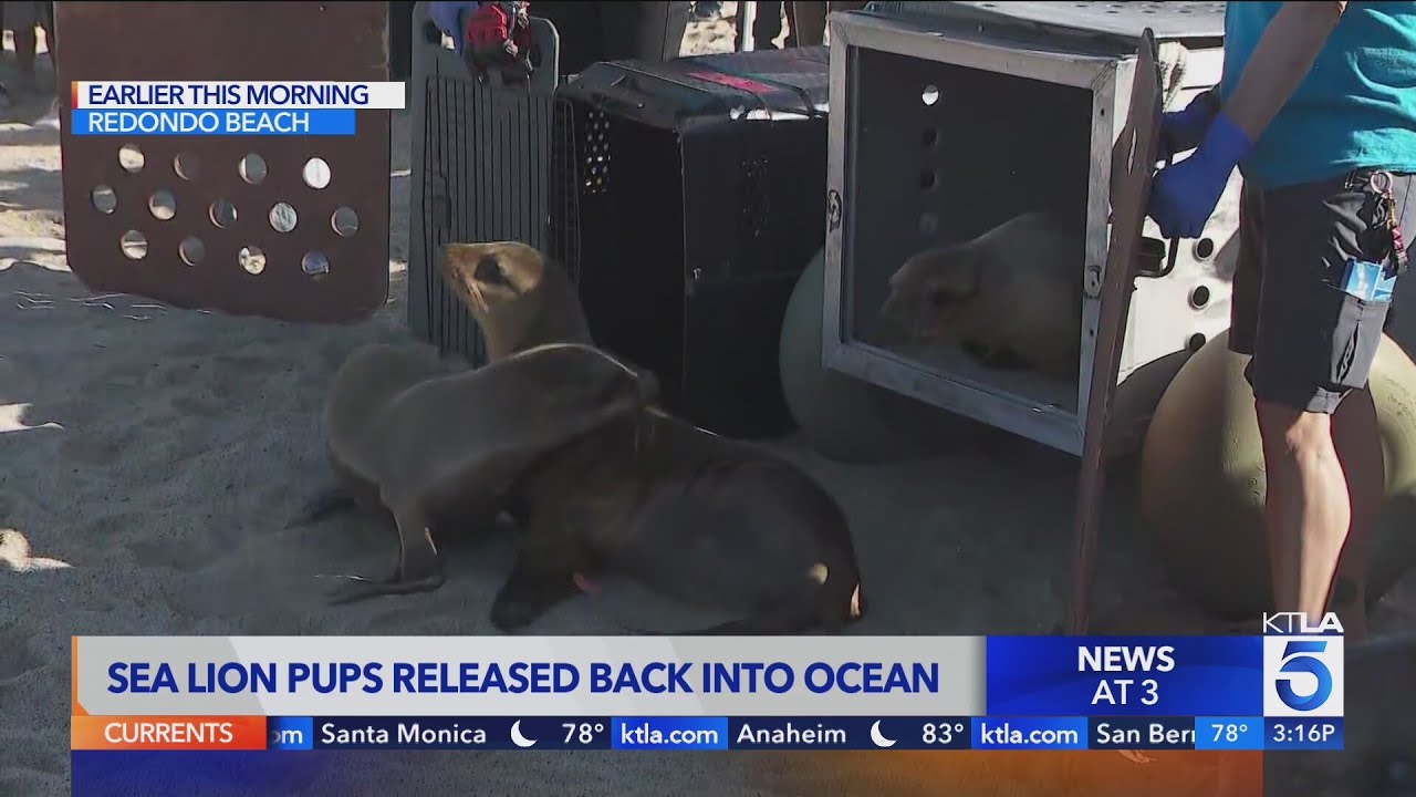 Three sea lion pups released back into the ocean at Redondo Pier