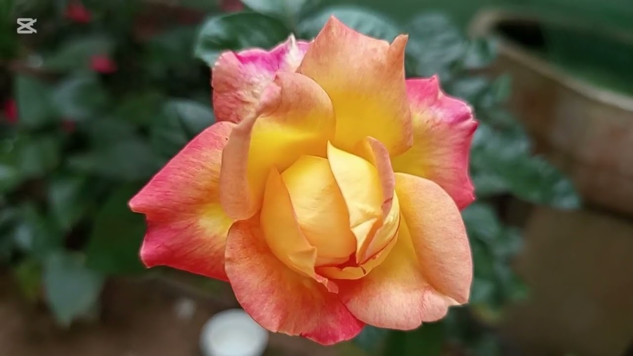 මගේ වත්තේ පිපිණු ලස්සන මල් 🌹 