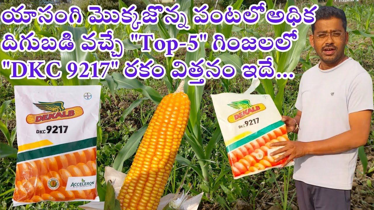 #యాసంగి మొక్కజొన్న పంటలో అధిక దిగుబడి వచ్చే 