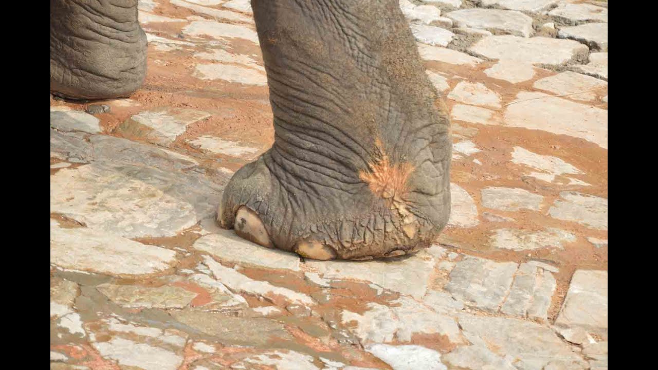 The plight of elephants at Amer Fort