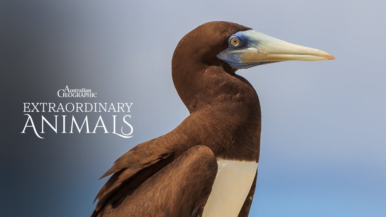 Extraordinary Animals: Brown Booby