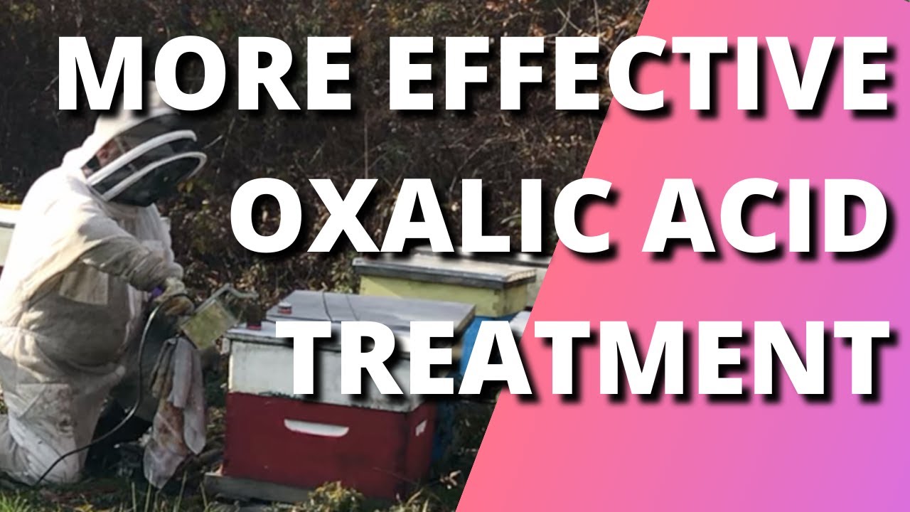 More effective oxalic acid treatment