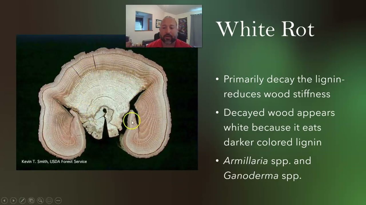 Tree Assessment and Risk Management