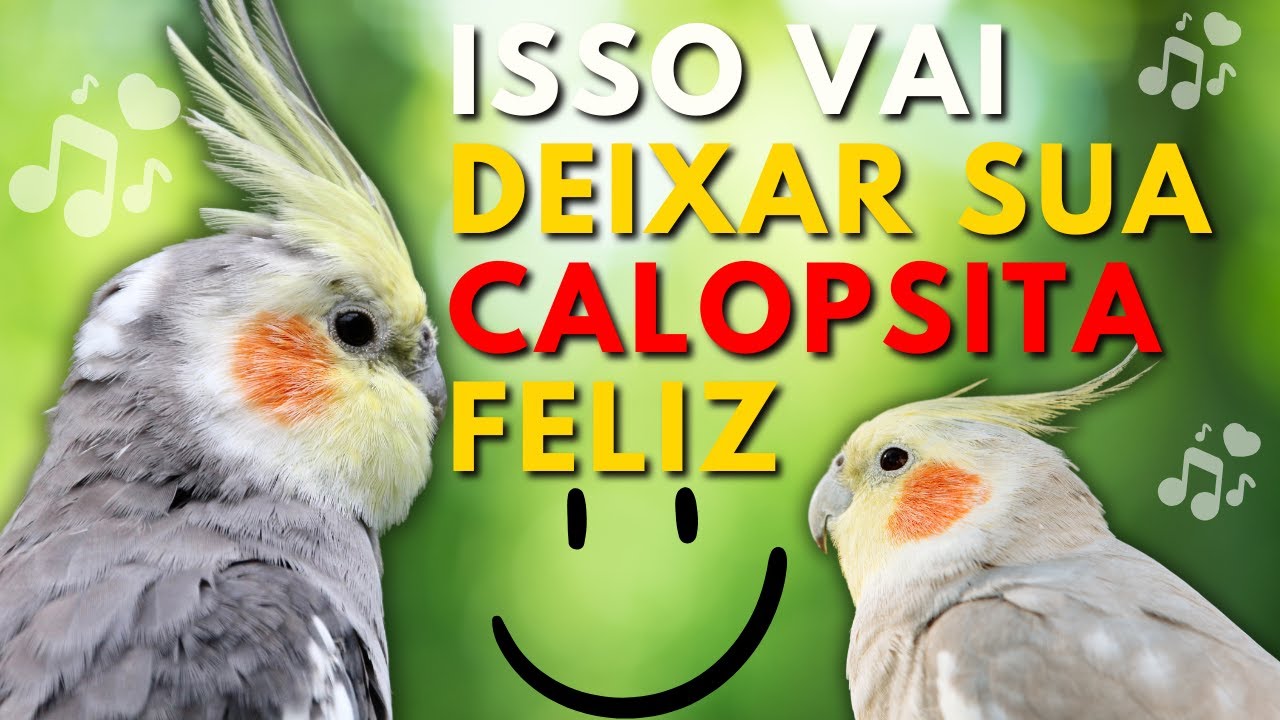 CANTOS PARA ALEGRAR E ACALMAR SUA CALOPSITA #cockatiel #calospita