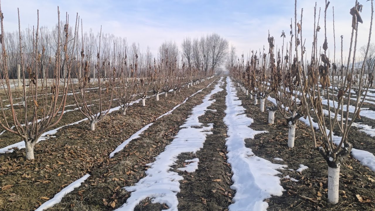 🍒 Интенсивдүү гилас бактарды жазгы азыктандыруу,өсүмдүктөрдү коргоо,бутоо боюнча маалымат🍒