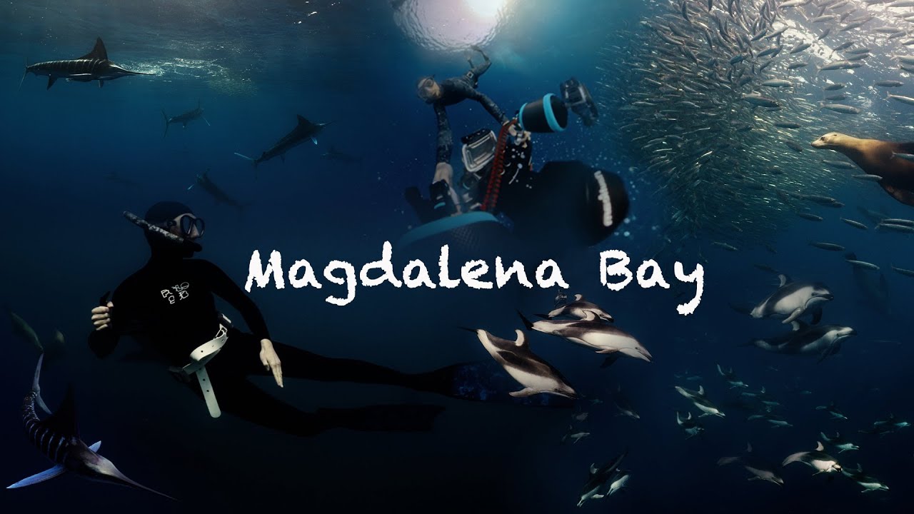 Sardine Run Mexico | Baja California | Magdalena Bay | Sony A7S III