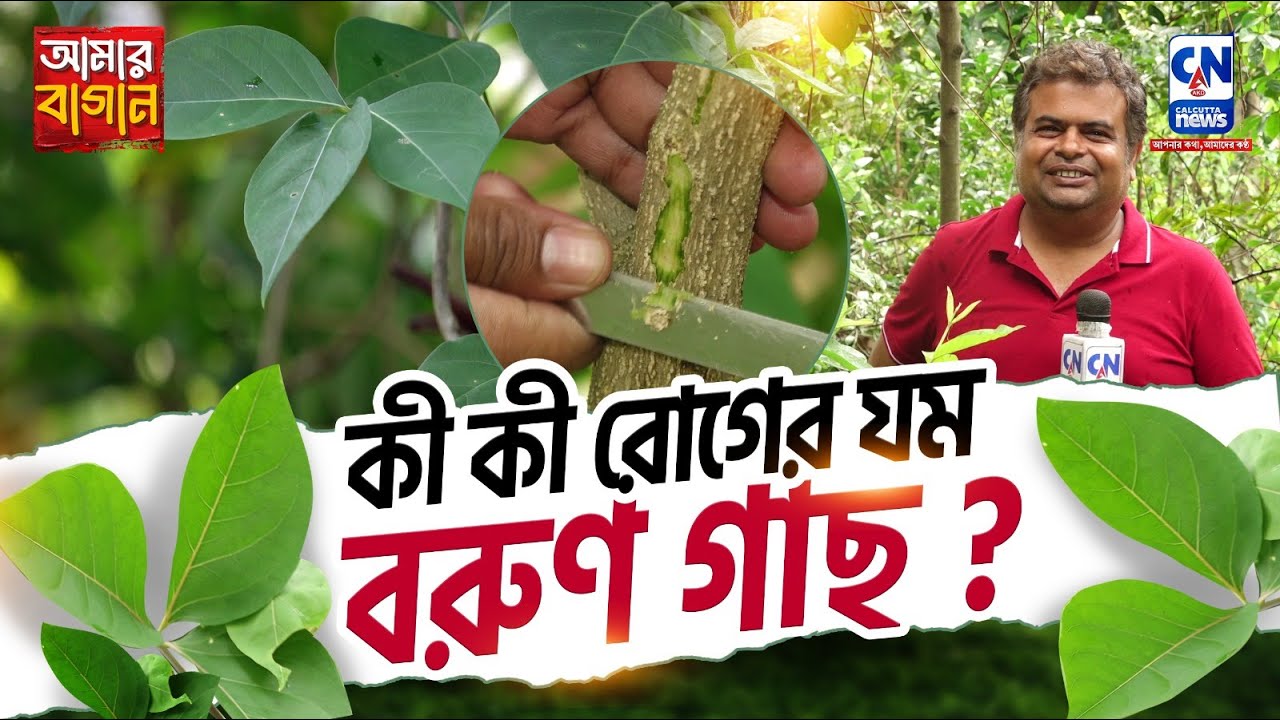 কী কী রোগের যম বরুণ গাছ?