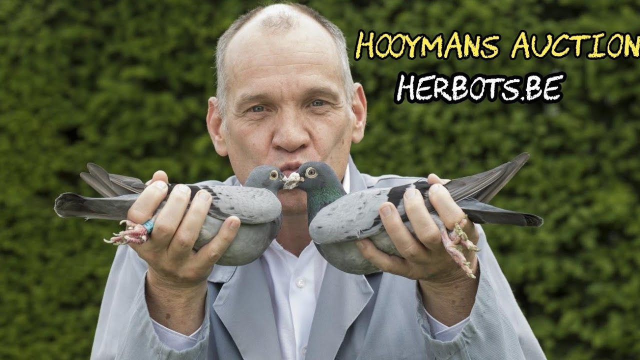 Аукцион гоночных голубей Яна Хойманса: лучшие чемпионы из Harry’s Legacy | Аукцион Herbots