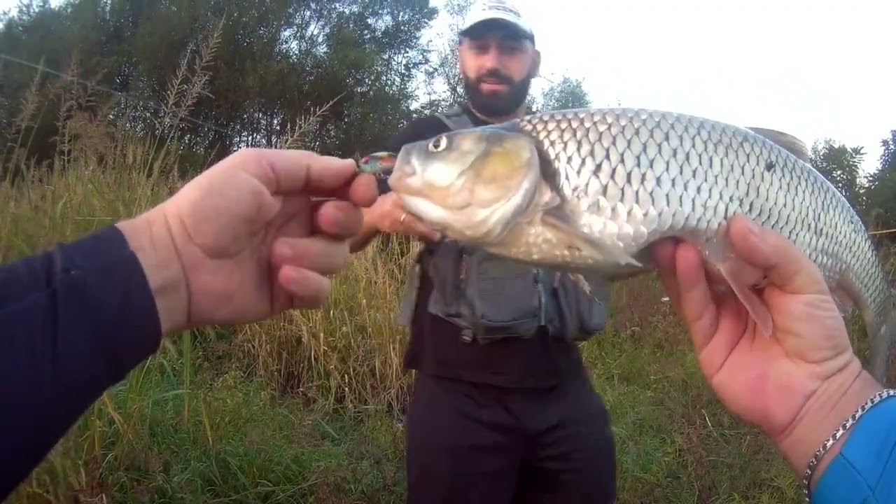 მე, გურო და მონსტრი ქაშაპები ( chub fishing ); ( ловля голавля ) 29.09.22...