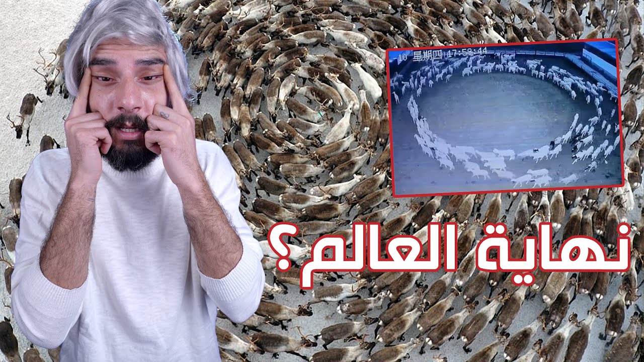 أخطر ظاهرة مرعبة عم بتصير ونحن مشغولين في كأس العالم || دوران الحيوانات المخيف 😢