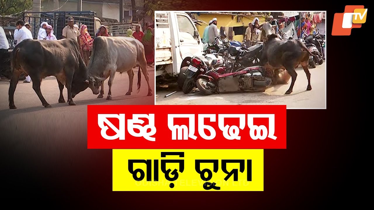 Bullfight Stuns Rourkela Residents