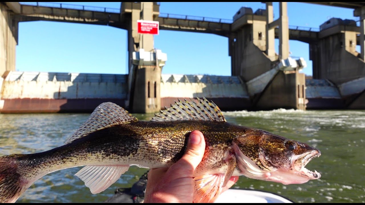 Vertical jigging Sauger below the dam (Giant unexpected fish) Fall Ohio river