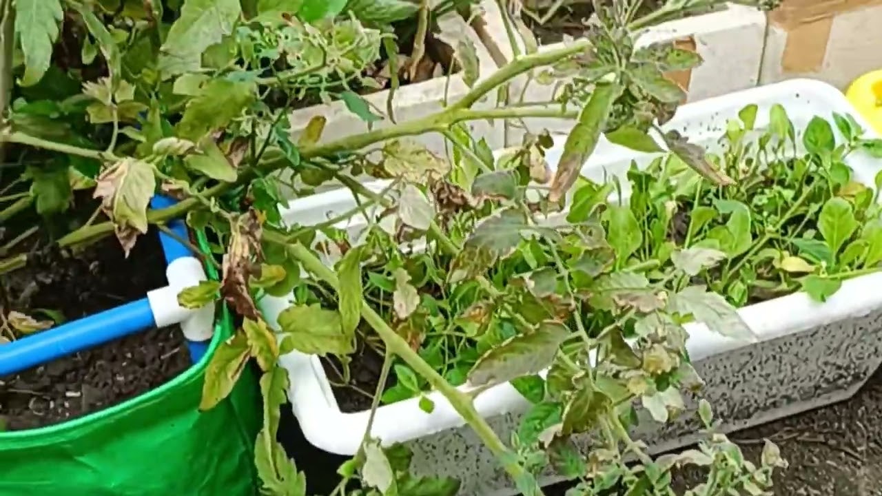 Grow tomato 