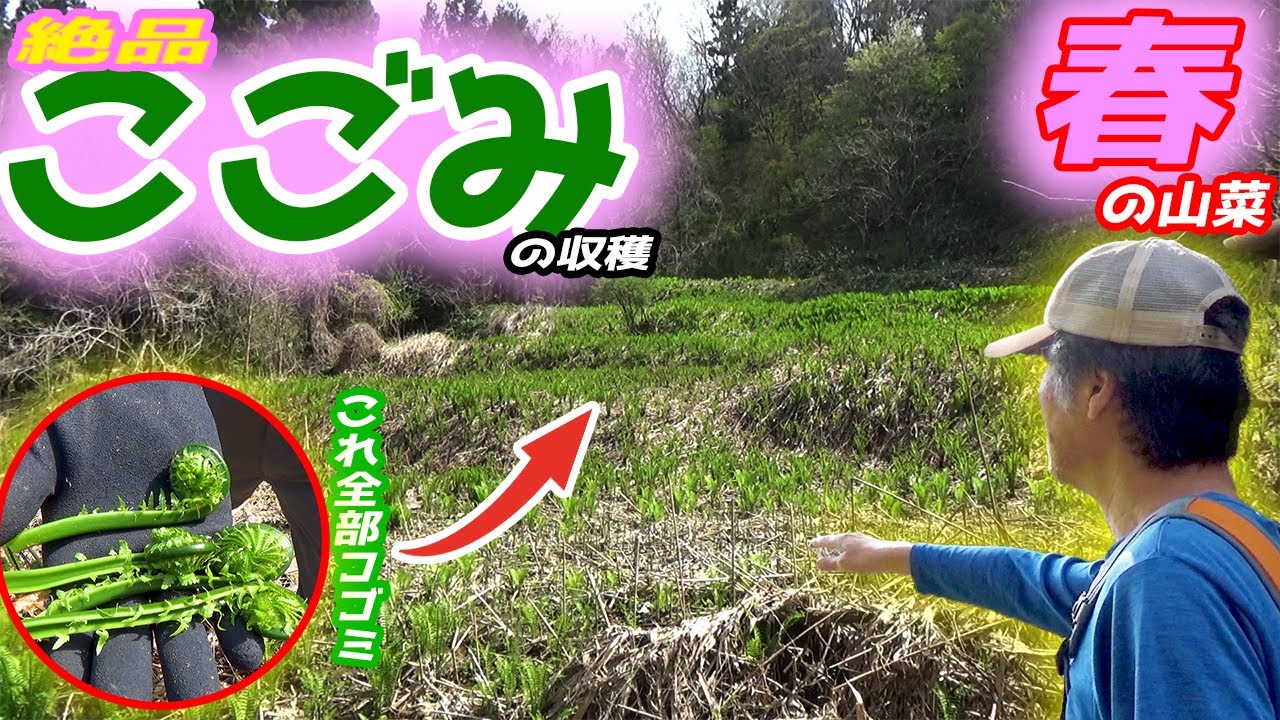 春の山菜狩り 絶品コゴミの収穫 【ほったらかし農園】