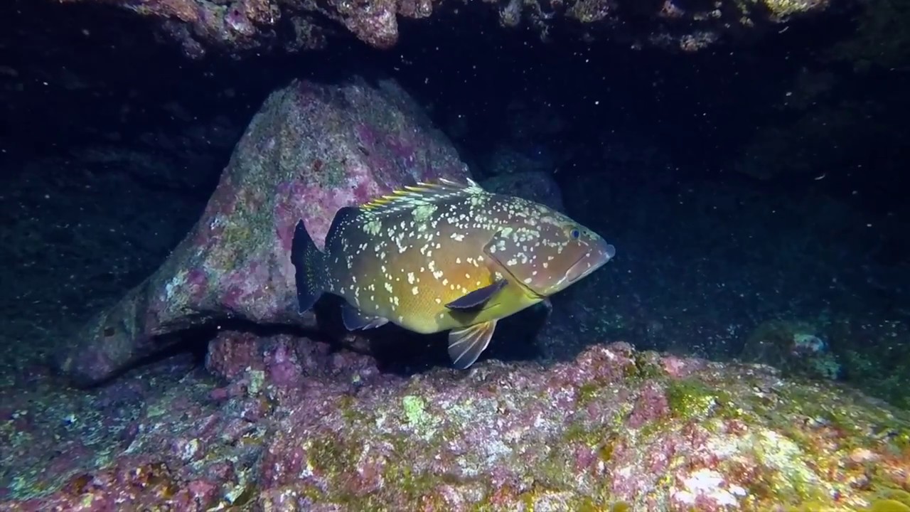 Diving El Hierro 2017