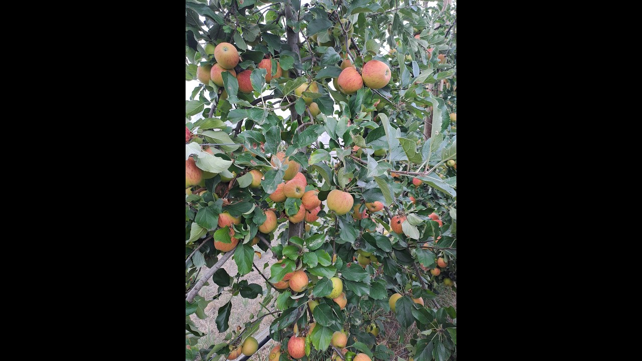 Webinaire   Résistances des produits phytosanitaires  utilisés en AB 20260226 133144 Enregistrement