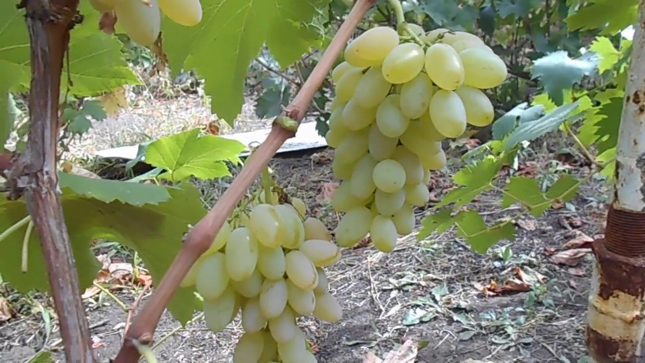 Кишмиш Хоуп сидлисс (Hope seedless)