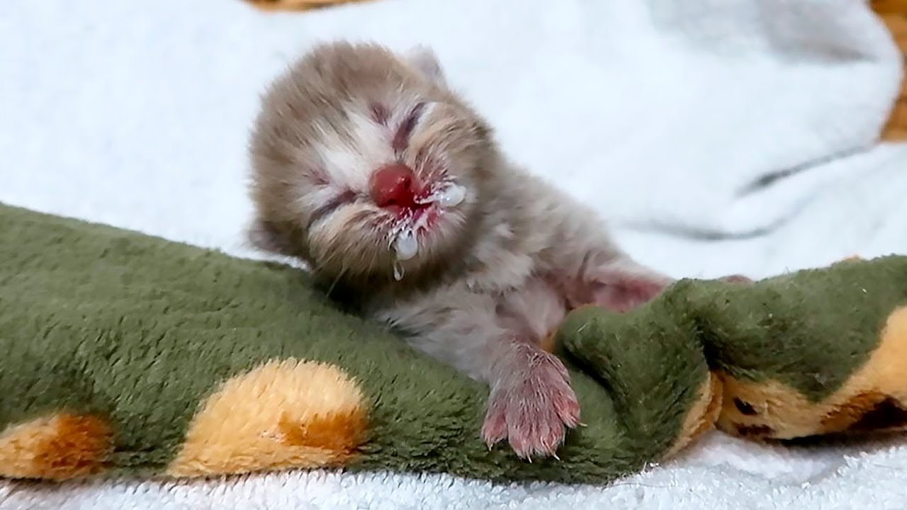 Tiny Lulu Is Critically Underweight - Helping My Kittens Grow! Subtitles, please.