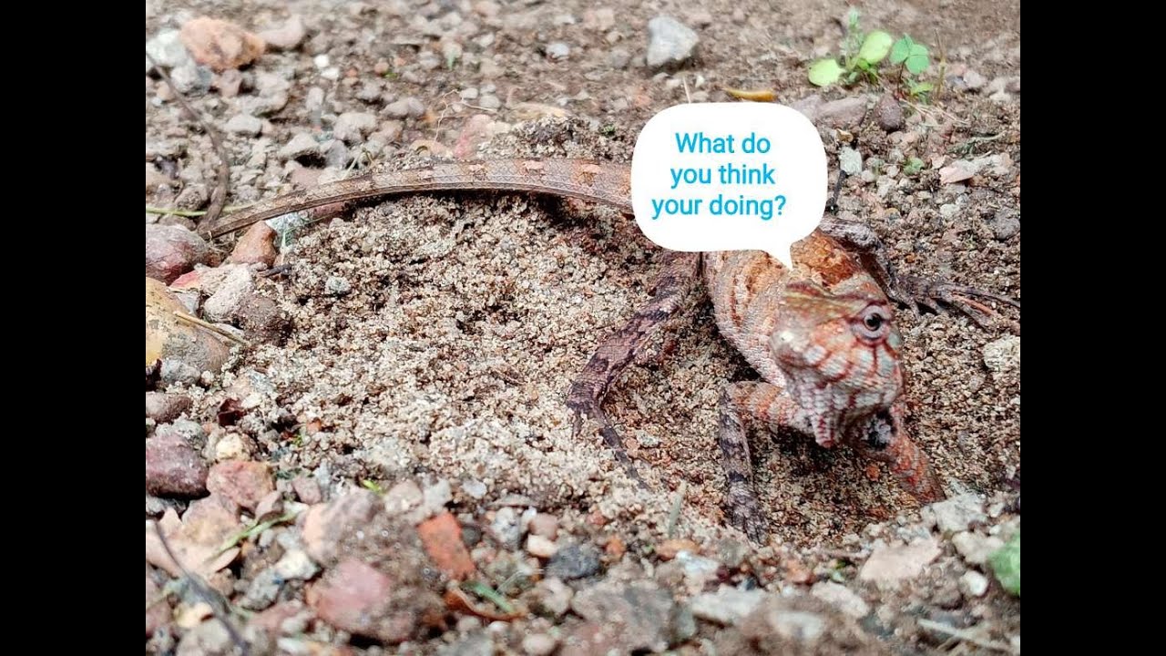 The Process Of a mother lizard Digging the ground to lay eggs...