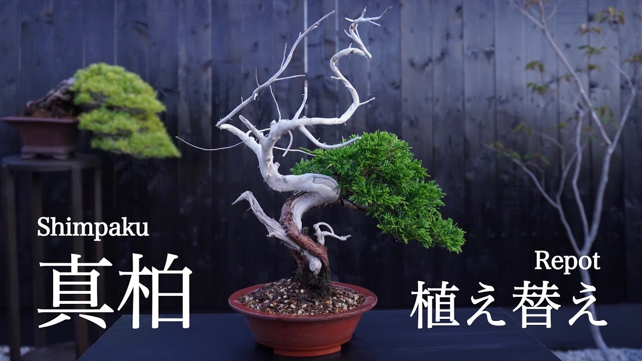 小品盆栽 真柏 植え替え [盆栽・初心者]