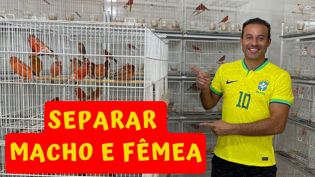 CANÁRIO ÁGATA: Veja eu separando as fêmeas dos machos na prática