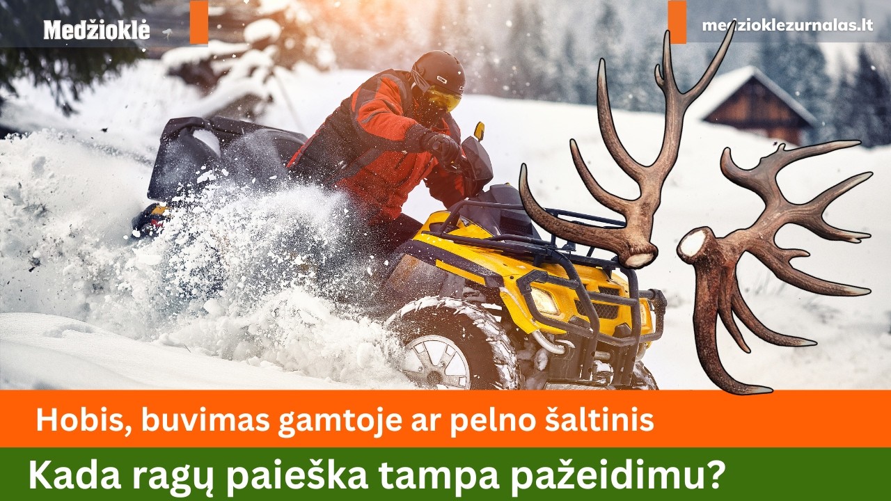 Hobis, buvimas gamtoje ar pelno šaltinis. Kada ragų paieška tampa pažeidimu?