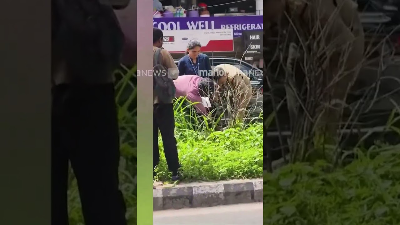 Cannabis plant found near Metro pillar in Kochi Vyttila; Excise registers case